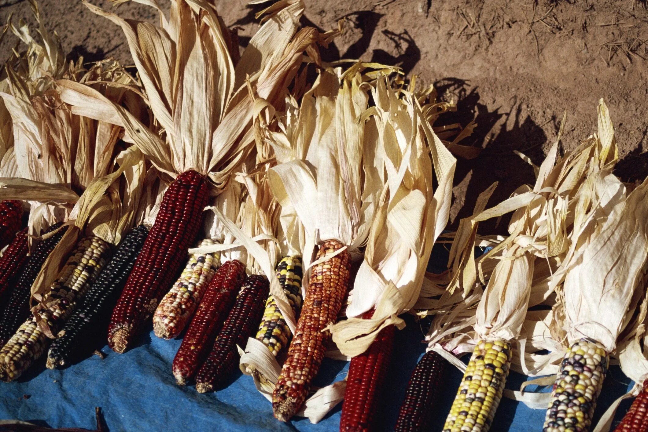Кукурузные листья купить. Засушенная кукуруза. Вяленая кукуруза. Сушеная кукуруза в специях. Листья кукурузы сушеные обработка.