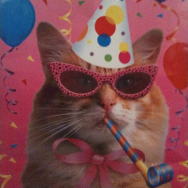 Happy birthday #catloversclub Cat birthday, Funny animals, Cats