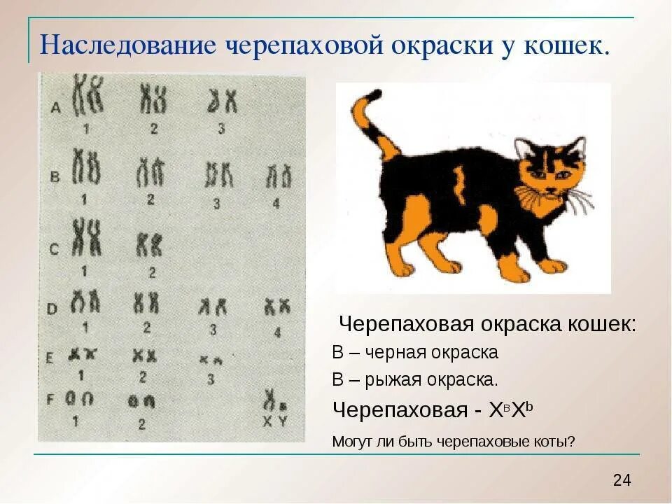 Сцепленное наследование окраски у кошек. Наследование черепаховой окраски у кошек. Хромосомы котов. Половые хромосомы у кошек.