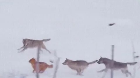 Волки напали на собаку