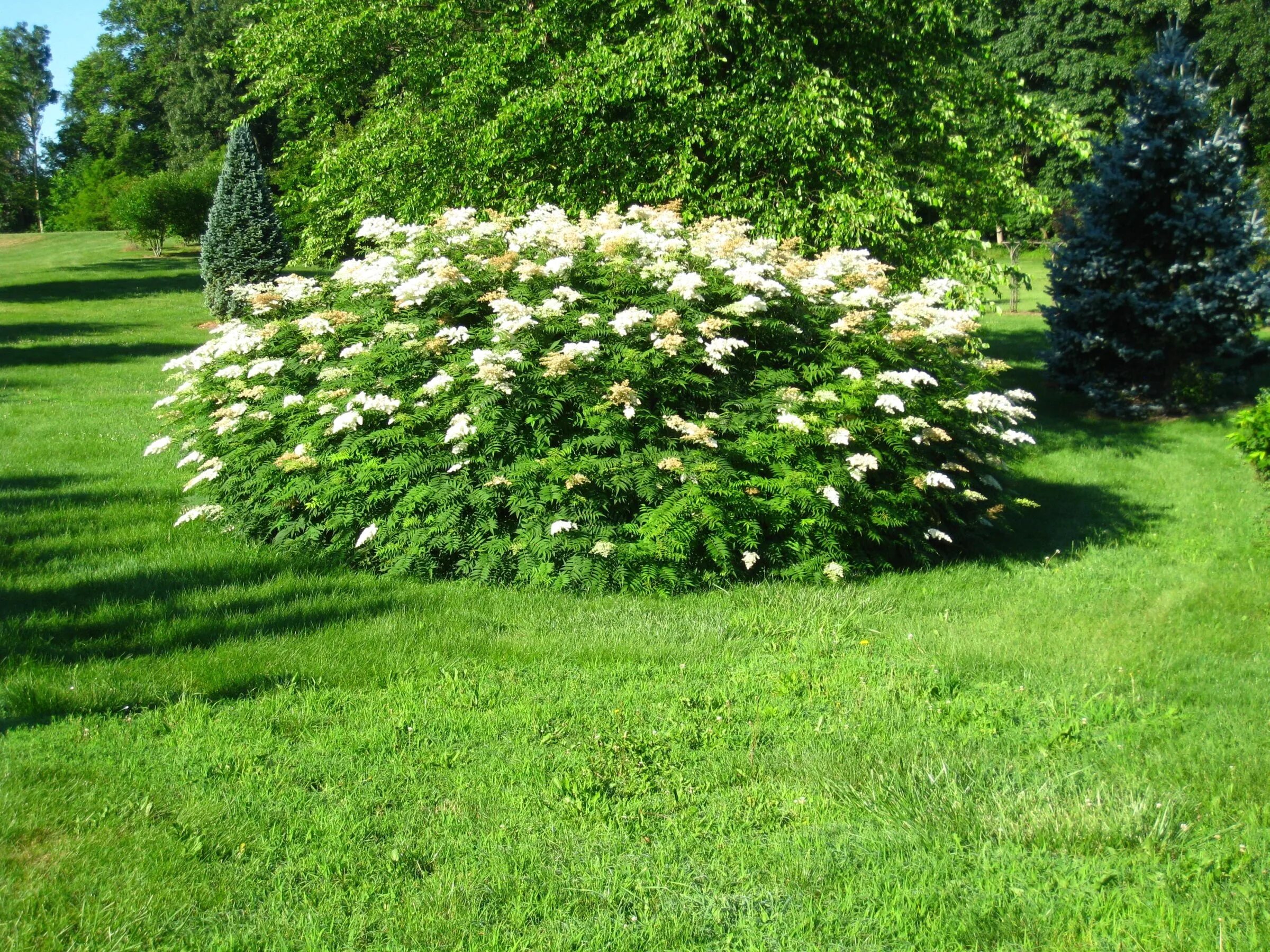 Рябинник рябинолистный. Рябинник рябинолистный (Sorbaria sorbifolia). Рябинник Sorbaria. Рябинник рябинолистный (s. sorbifolia).