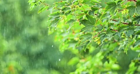 Raindrops fall