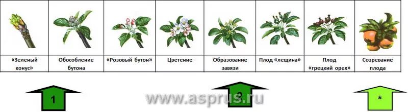 Обработка по розовому бутону. Фаза зеленого конуса у яблони. Фенофазы яблони. Фазы развития яблони. Стадии развития яблони.