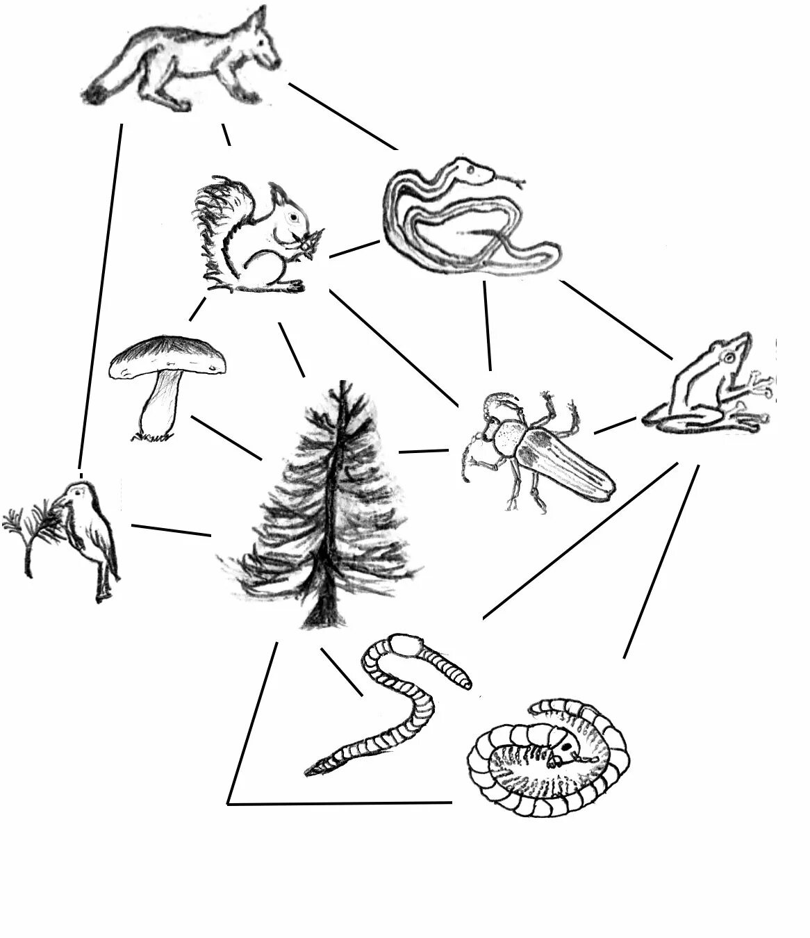 Лесное сообщество схема. Пищевые цепи питания в еловом лесу. Схема пищевой цепи. Лесная пищевая цепочка. Цепочки питания для дошкольников.