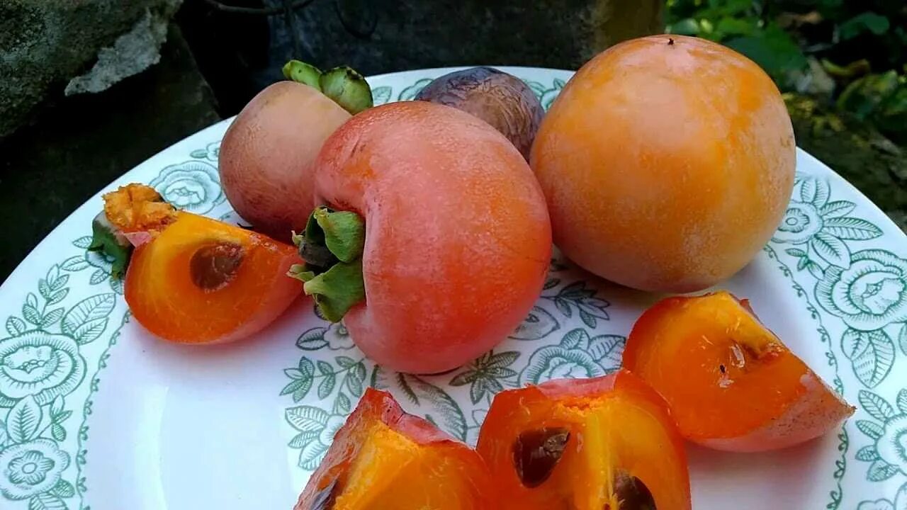 Хурма сорт никитский. Хурма сорт россиянка. сорта хурмы никитская бордовая. хурма джон рик. виргинская хурма вандерфул.