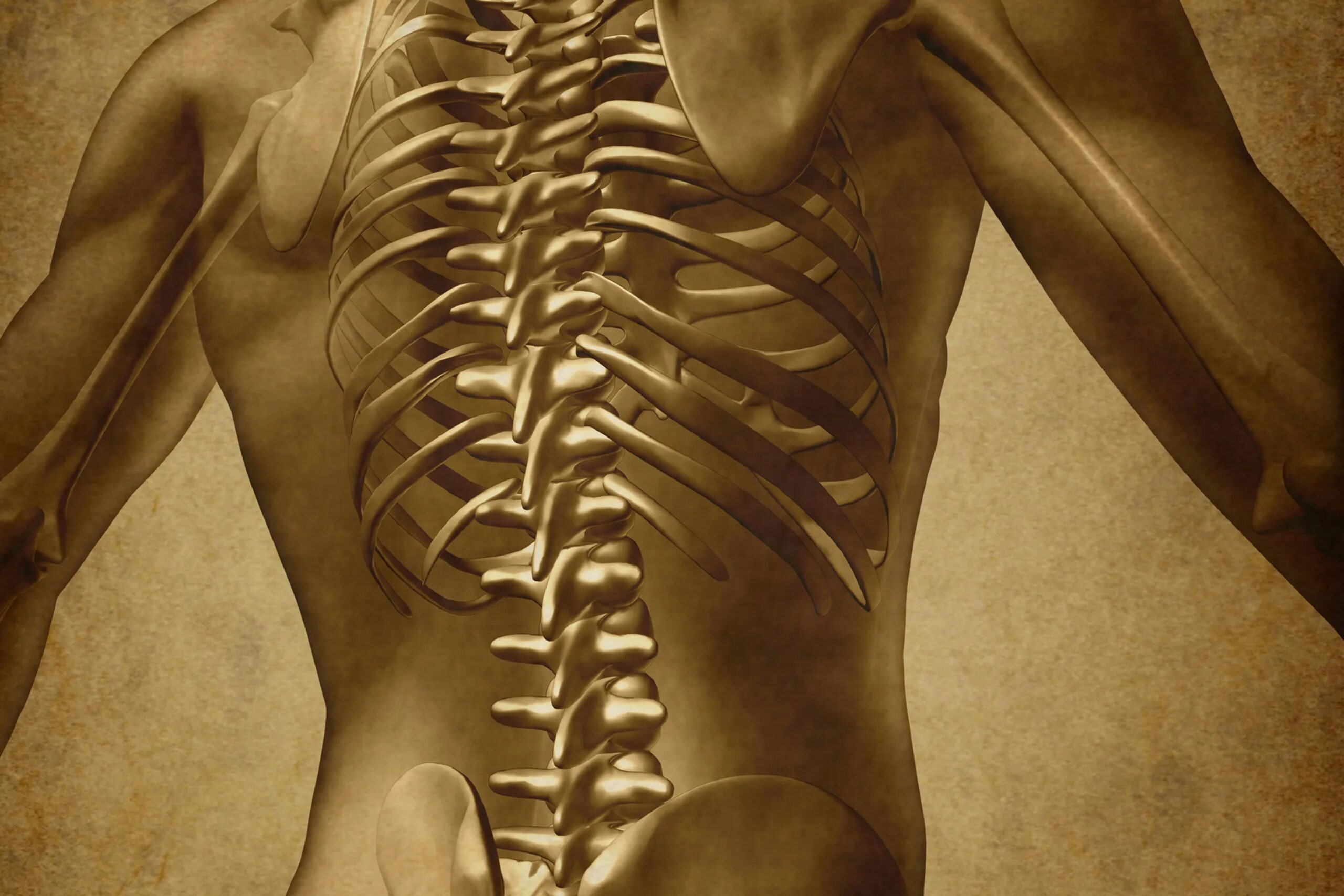 Грудной отдел позвоночника (12 позвонков) (vertebrae Thoracales). Скелет со спины. Поясница скелет. Красивый позвоночник.