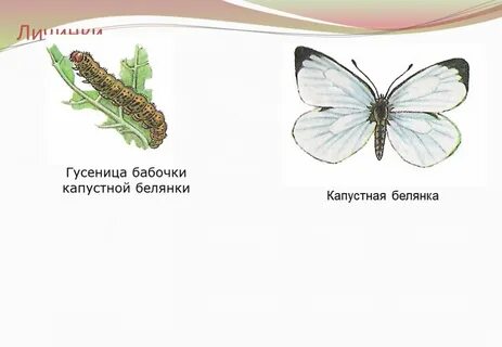 Капустница какое превращение