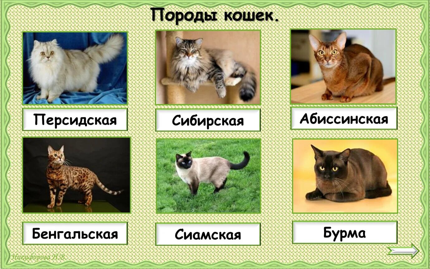 Узнай породы кошек и собак по фотографии подпиши название. Про кошек и собак 2 класс окружающий мир. Список пород кошек. Породы кошек окружающий мир. Определи породу этой кошки.