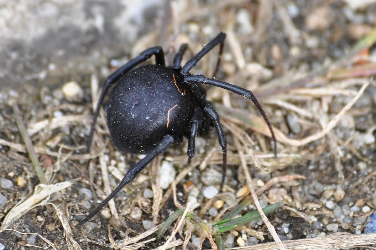 Каракурт паук. Крымский паук Каракурт. Каракурт (Latrodectus tredecimguttatus). Черная вдова паук.