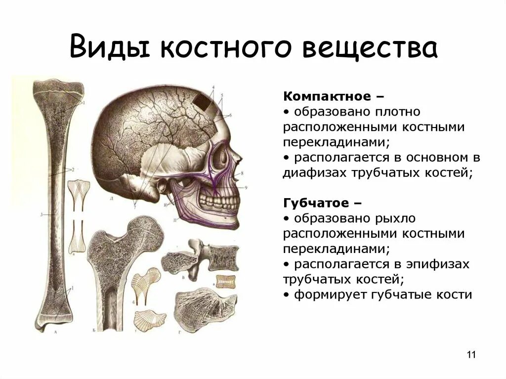 Кости образованные губчатым веществом. Функции компактного вещества кости. Виды костного вещества. Костное вещество компактное и губчатое. Строение компактного вещества кости.