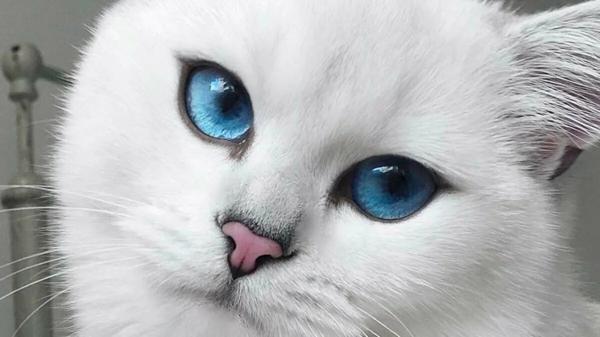 Милые глазки животных