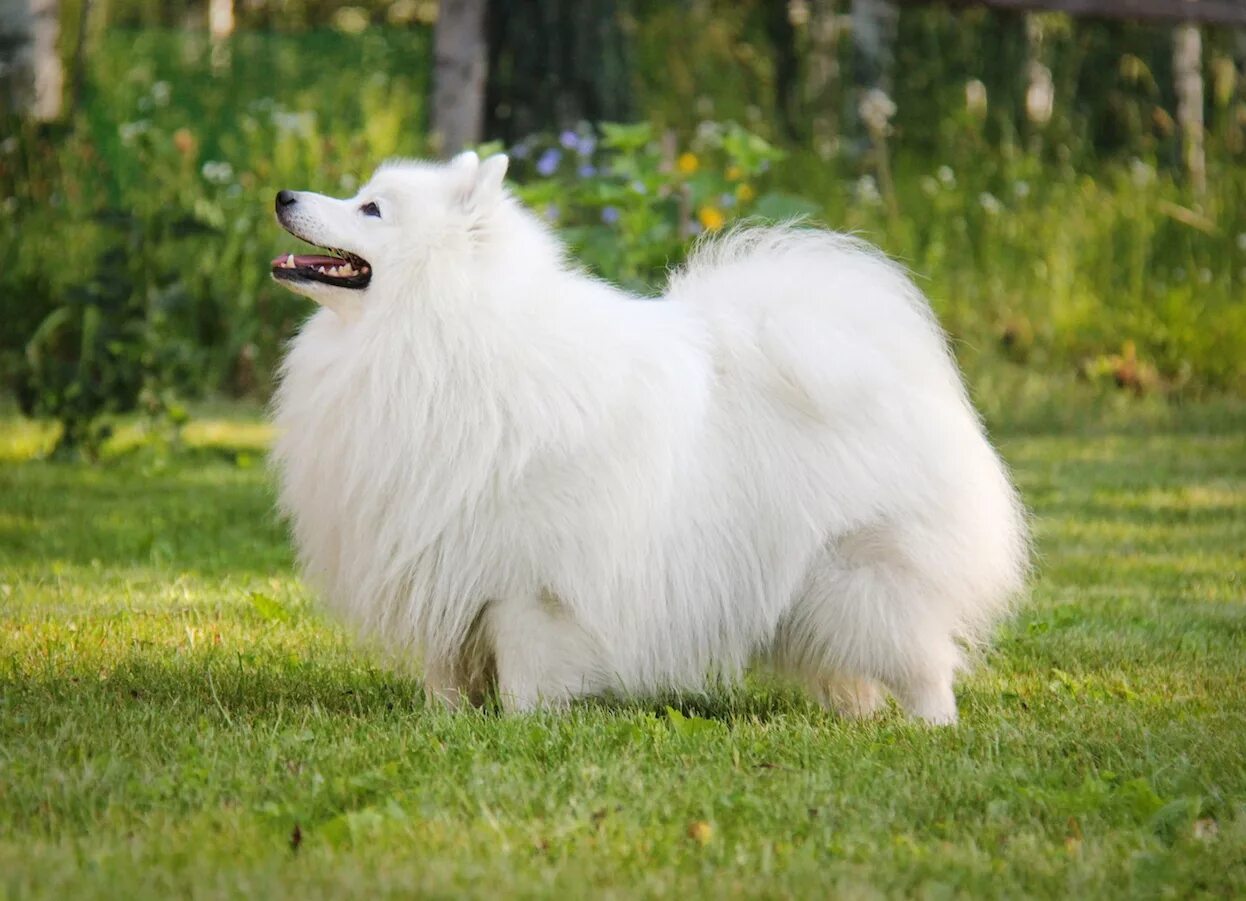 Крупная белая порода собак. Американский эскимосский шпиц. Японский шпиц. Порода собак японский шпиц. Шпиц самоед.