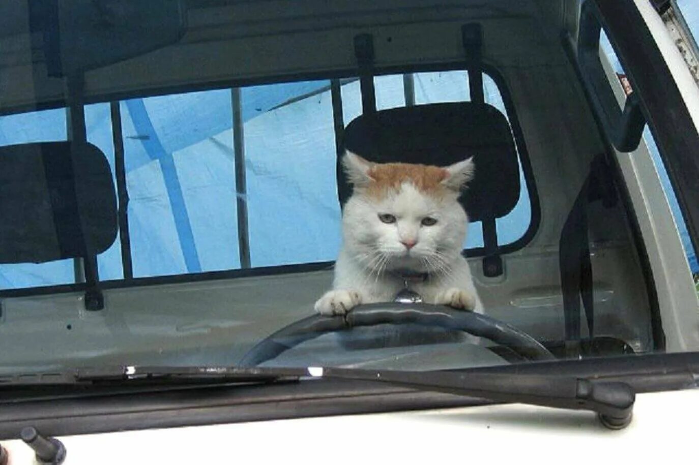 Устал ехать. Кот за рулем. Кружка кружим по району. Кот за рулём машины. Котик едет на машине.