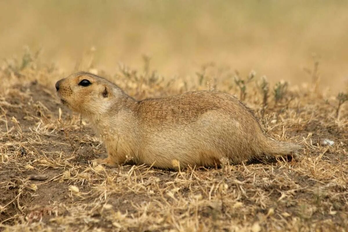 Желтый суслик Spermophilus fulvus. Суслик Степной Калмыкия. Суслик-песчаник желтый. Оренбургский суслик. Водятся суслики