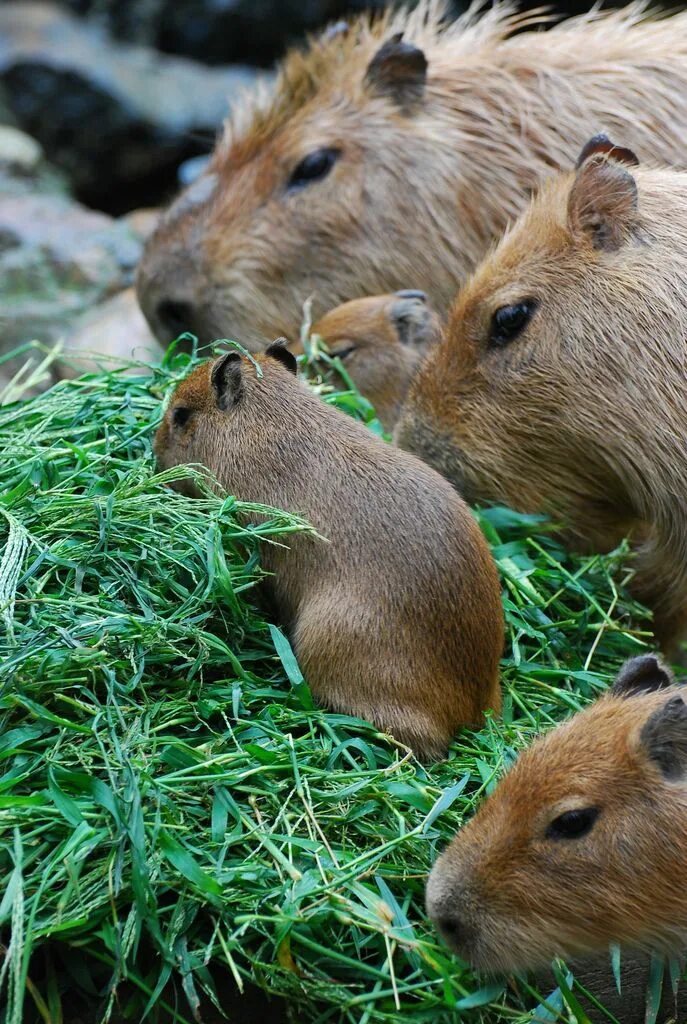 Большая морская свинка капибара. Детеныш капибара капибара. Свинка капибара. Морская свинка и копибар. Капибара и морская свинка.