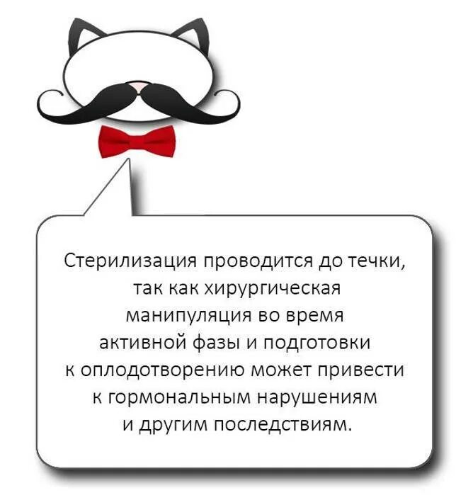 Воняет у кошки изо рта что делать. У кота пахнет изо рта причины. Советы от котика. Симптомы отравления котика. Запах изо рта у кота причины.