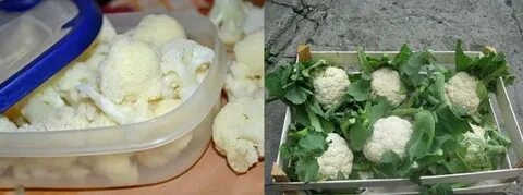 Цветная капуста в холодильнике