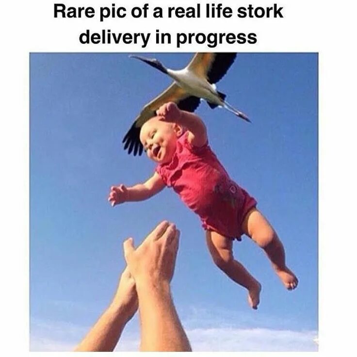 Летающая нога. Летающая нога. Чайка в полете вид сверху. Нога взлетает. Женские ножки торчат из травы.