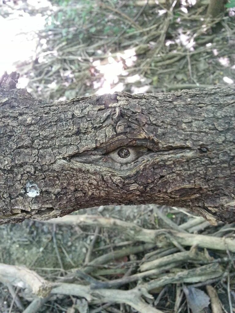 Глазки на дереве