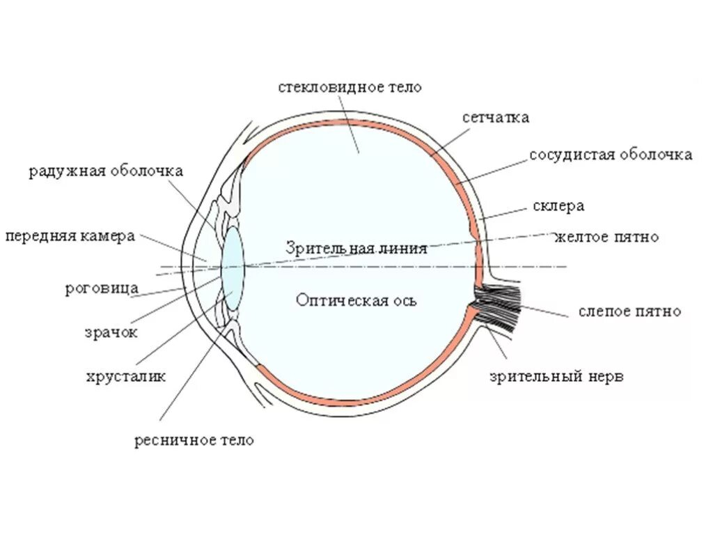 Оптический аппарат глаза схема. Слепое пятно глаза анатомия. Схема оптической системы глаза физиология. Анализаторы глазное яблоко схема строение.