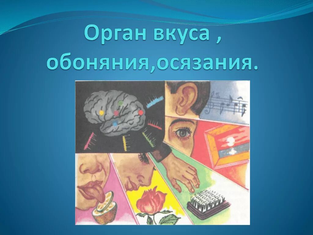 Орган осязания 8 класс биология. Органы равновесия осязания обоняния вкуса. Органы осязания обоняния вкуса анализаторы. Анализатор осязания биология 8 класс. Органы осязания обоняния вкуса 8 класс.