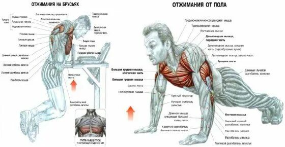Отжимания на какие группы. Какие мышцы задействованы при отжимании на брусьях. Какие мышцы работают при отжимании на брусьях. Группы мышц задействованные при отжимании на брусьях. Отжимания на брусьях какие мышцы работают.
