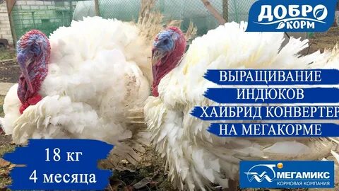 Хайбрид конвертер индюки таблица роста