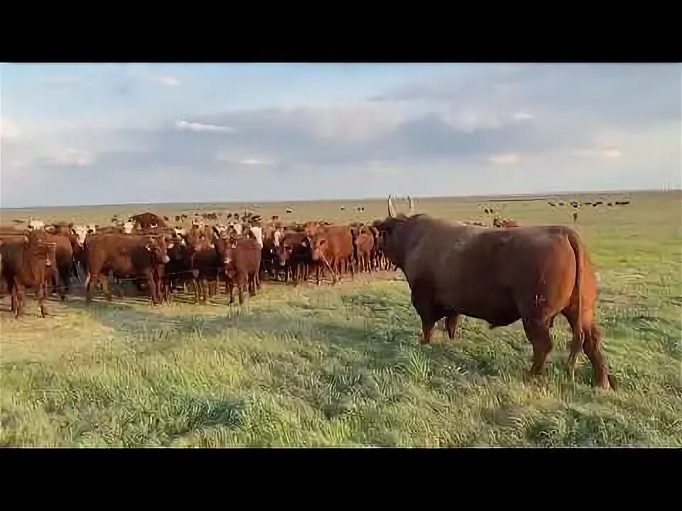 Скот калмыкии