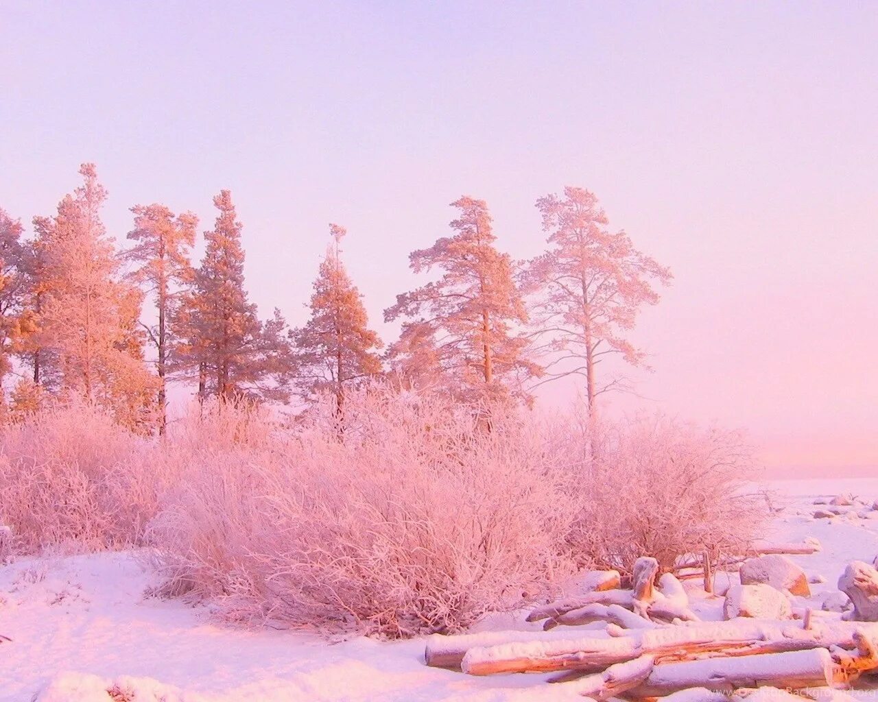 Очень красивое доброе утро зимнее. Розовый зимний рассвет. Зимний лес. Пейзаж в пастельных тонах. Розовый рассвет зимой.