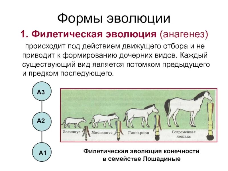 Филетическая Эволюция групп организмов:. Филетическая Эволюция таблица. Формы макроэволюции Филетическая. Филетическая Эволюция схема.