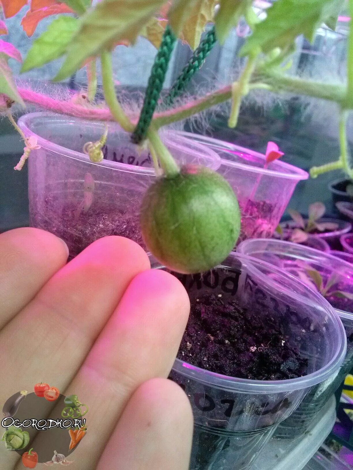 отросток арбуза. арбуз в огороде. посев бахчевых в открытый грунт. рассада арбузов. когда сажать рассаду арбузов в средней полосе.