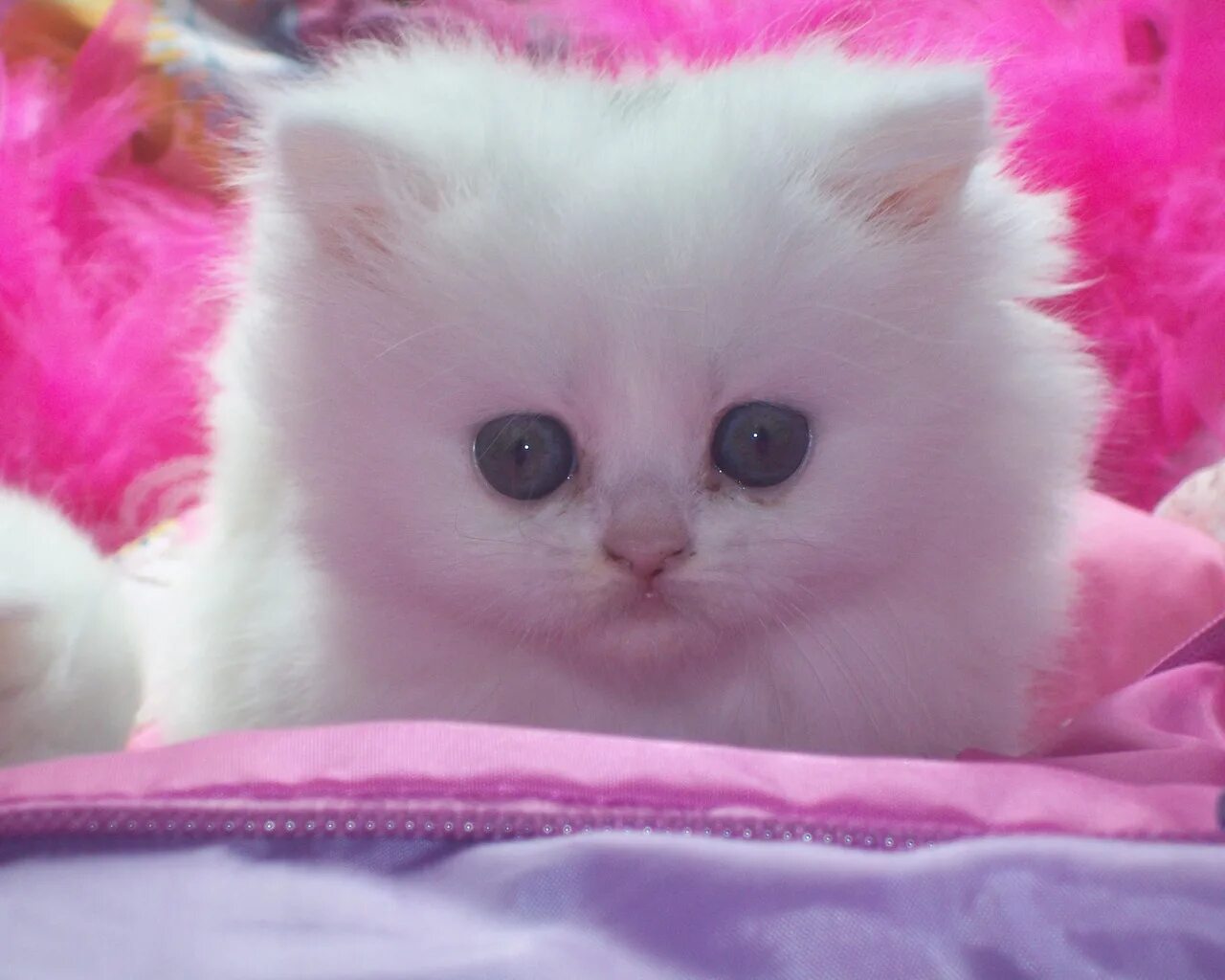 Кошка розового цвета