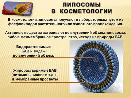 Липосомальный это