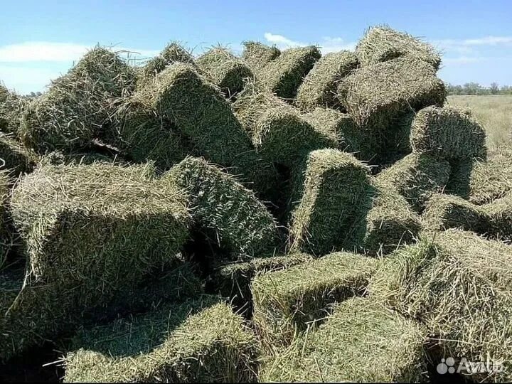 Продажа сена в тюках. Сено (Клевер+люцерна) 1 тюк. Люцерна Житняк. Люцерна в квадратных тюках. Сено Луговое в квадратных тюках.