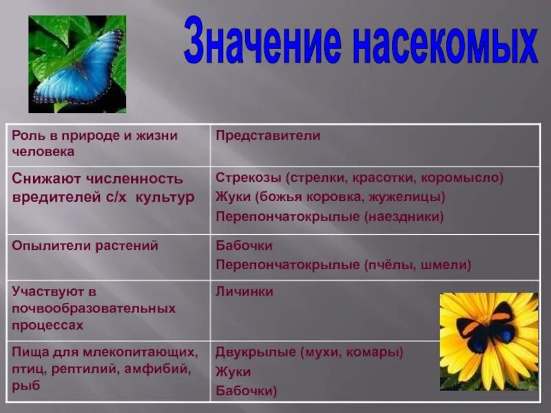 Значение насекомых положительные и отрицательные. Значение насекомых в природе и жизни человека 7 класс. роль насекомых в природе. роль насекомвхвприроде. роль насекомых в жизни.
