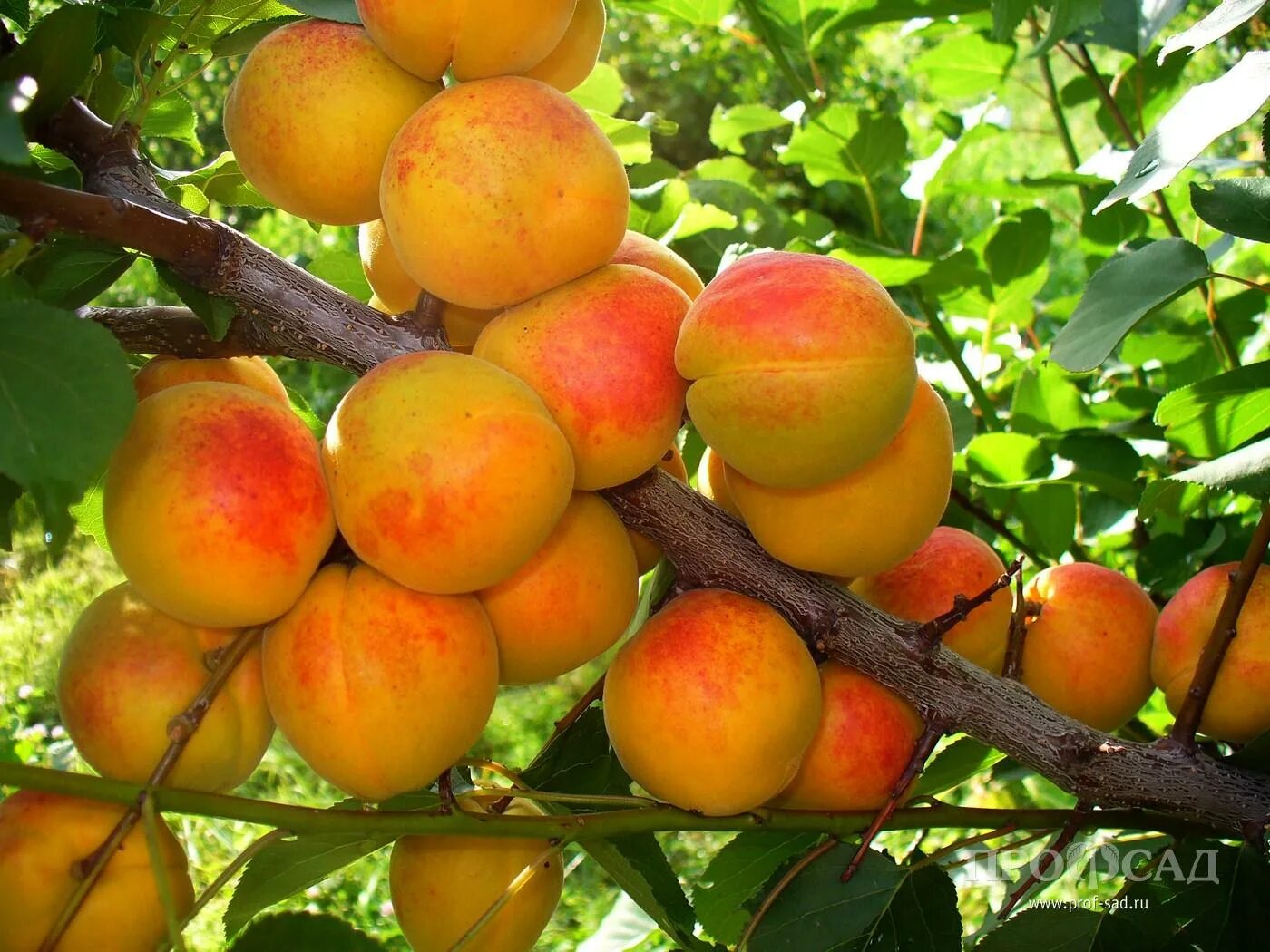 абрикос куйбышевский юбилейный. сорт абрикоса монастырский. абрикос обыкновенный триумф северный. абрикос монастырский. абрикос ранний марусича.