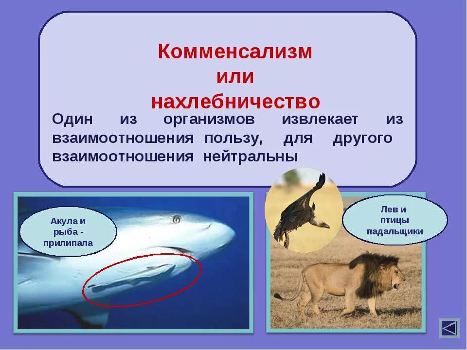 Нейтральные организмы