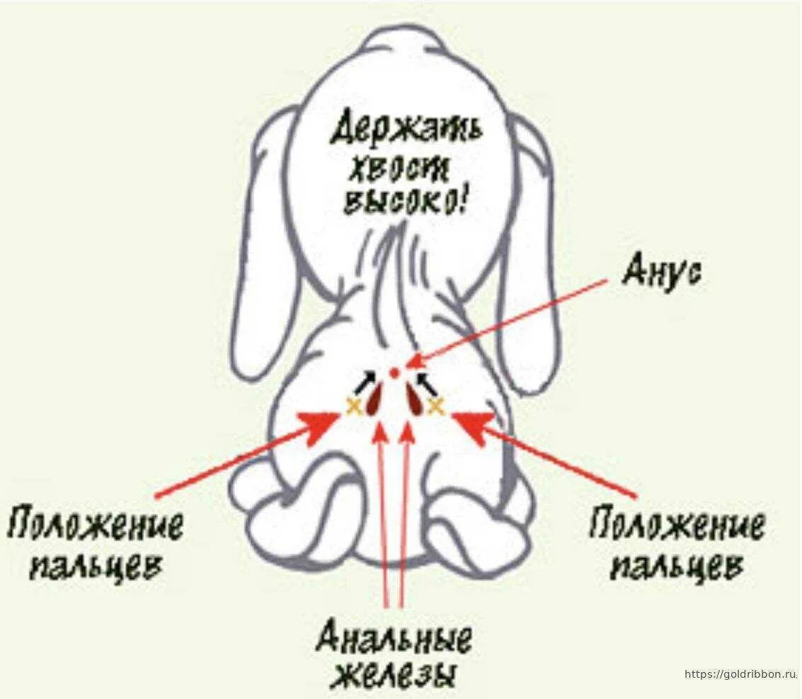 Где у собаки железы. Секрет параанальных желез у собак. Как выглядят анальные железы у собак. Промывка параанальных желез у собаки. Чистка параанальных желёз у кошек.