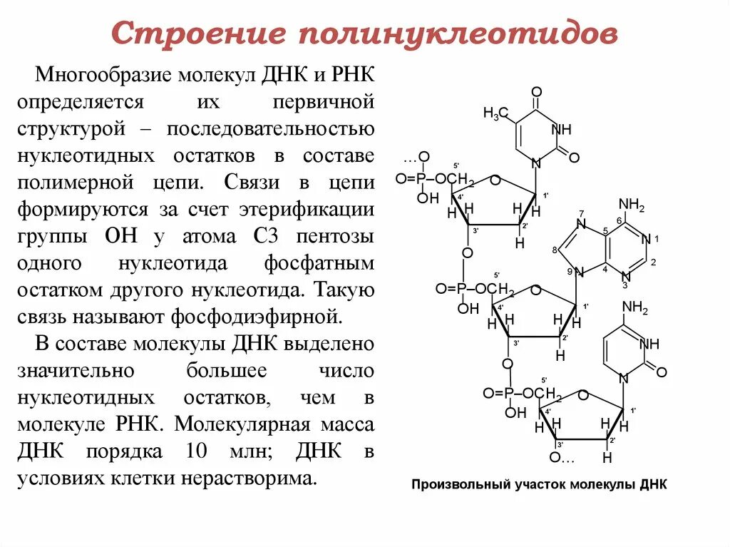 Как называется принцип расположения нуклеотидов. Строение полинуклеотидной цепи РНК. Строение полинуклеотидной Цепочки ДНК И РНК. Структура полинуклеотидной цепи ДНК. Строение полинуклеотидной Цепочки ДНК.