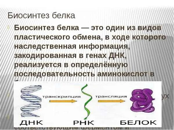 Как происходит процесс биосинтеза