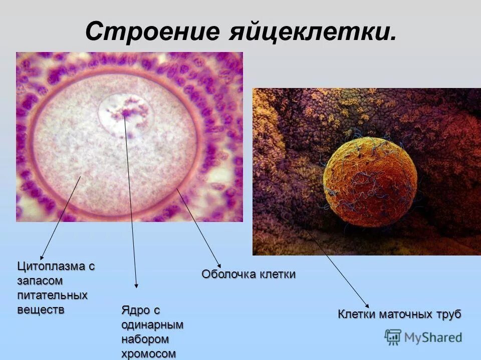 У какой клетки образуется клеточная перетяжка