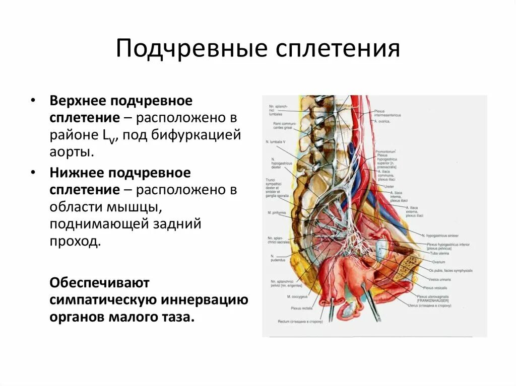 Вегетативные сплетения полости таза. Верхнее и нижнее подчревные сплетения функции. Строение чревного сплетения. Вегетативные нервные сплетения анатомия.