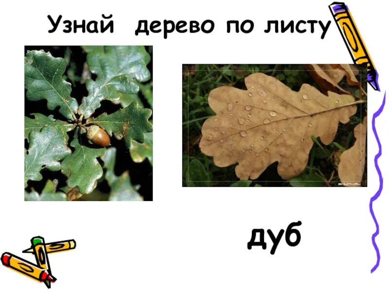 Дуб лист размеры. Как узнать дуб. дуб дерево как отличить. определить дуб по листу. узнай дерево.