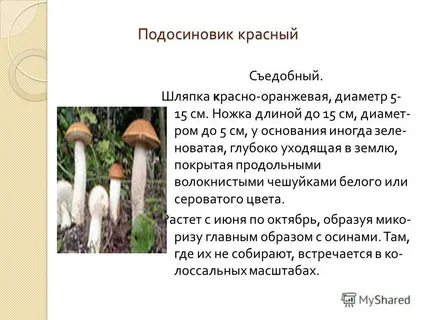 Составить познавательный текст про подосиновик
