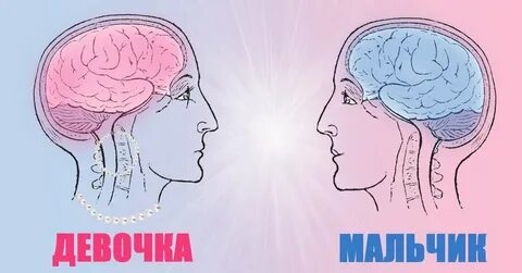 Поли мозга