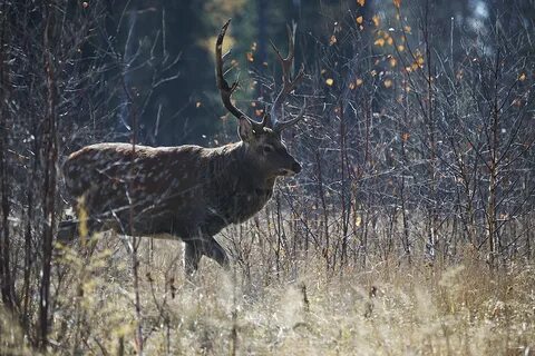 Саратовские животные