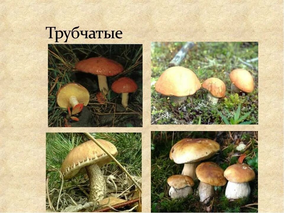 Трубчатые грибы съедобные и несъедобные. Съедобные и несъедобные грибы пластинчатые и трубчатые. Ядовитые грибы трубчатые и пластинчатые. Несъедобные пластинчатые грибы.