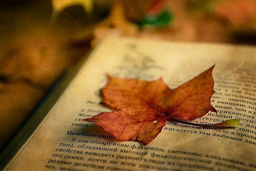 Между листьев книга. Книги про осень. кленовый лист в книге. осень книга листья. осенние листья на листе книги.