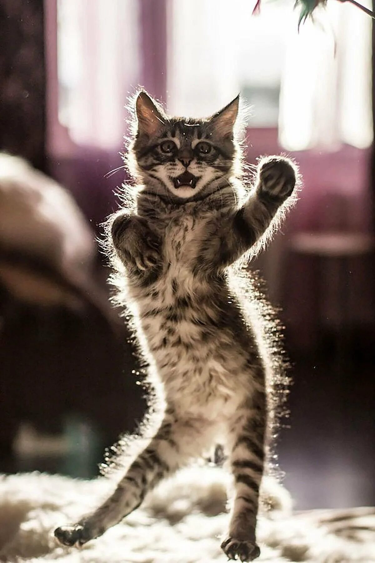Котенок стоит