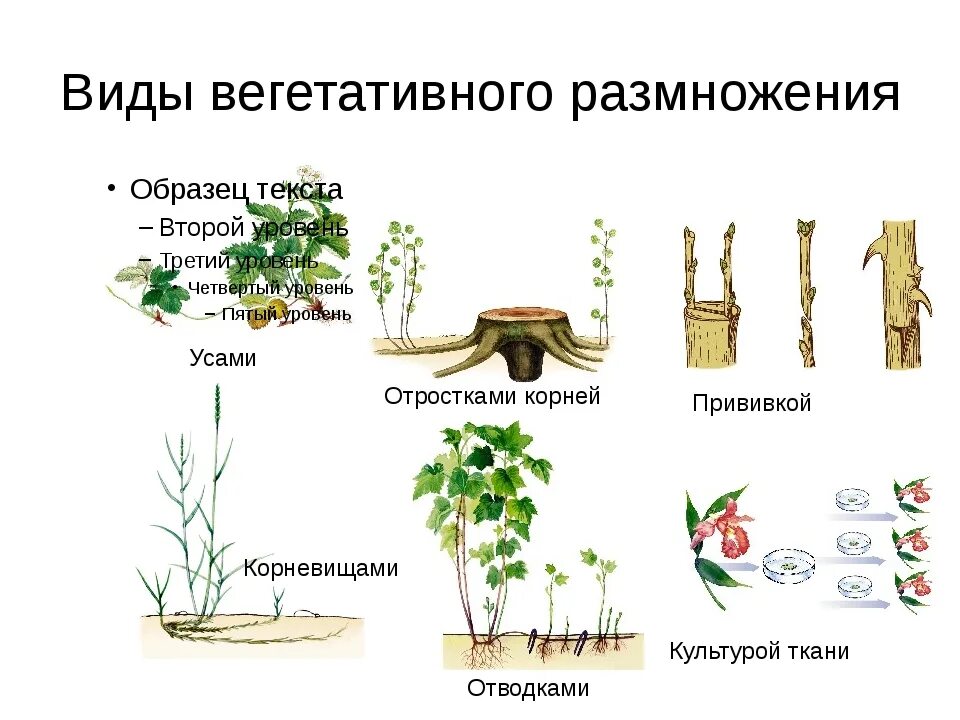 Что означает вегетативный. Способы вегетативного размножения растений рисунки. Способы вегетативного размножения. Вегетативное размножение способ размножения. Способы вегетативного размножения рисунок.